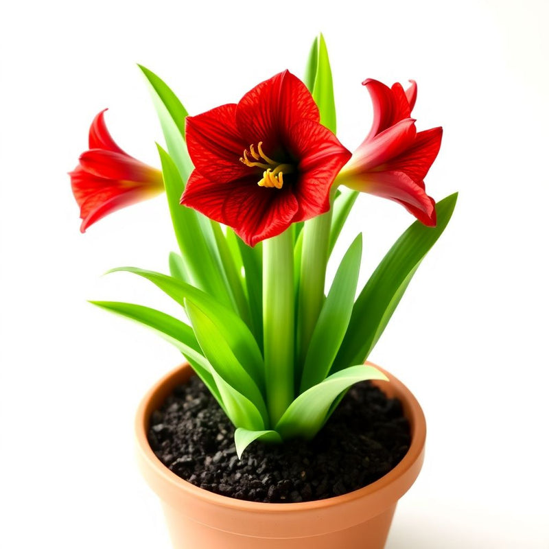 Amaryllis Flower seeds for Planting - Shade Tolerant, Heirloom & GMO Free Seeds for Home Garden