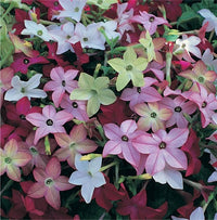 Nicotiana Flower Seeds – Heirloom Mixed Colors Ornamental Variety