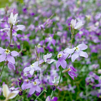 Night Scented Stock seeds for home gardens
