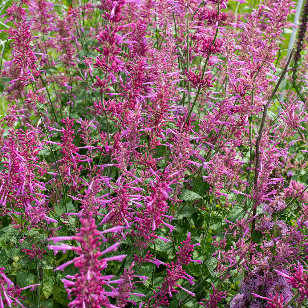 Non Gmo Agastache Cana Seeds