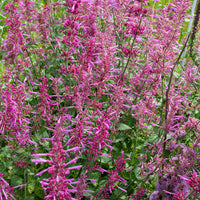 Non Gmo Agastache Cana Seeds
