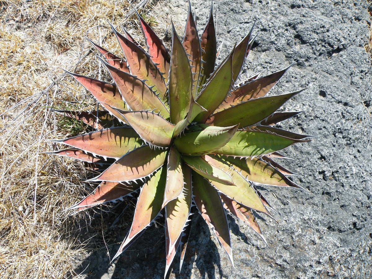 Non-GMO Agave Kerchovei Seeds