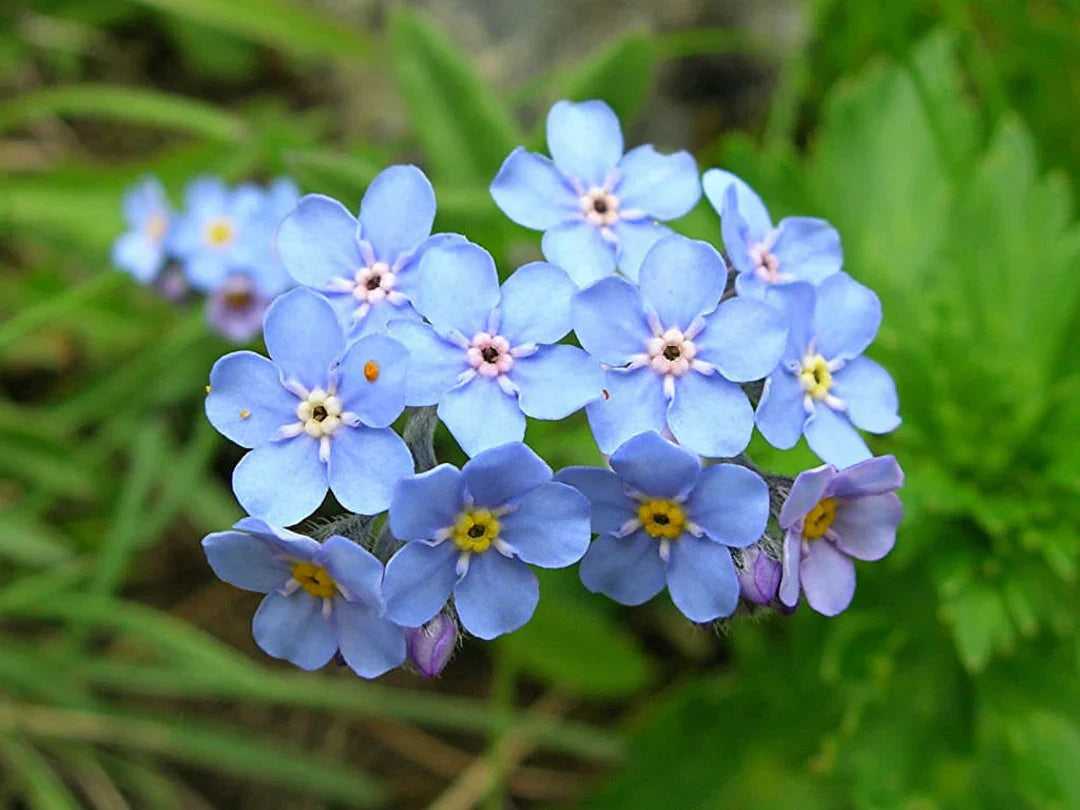 Non Gmo Alpestris Blue Seeds