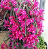 Non Gmo Aporocactus Seeds