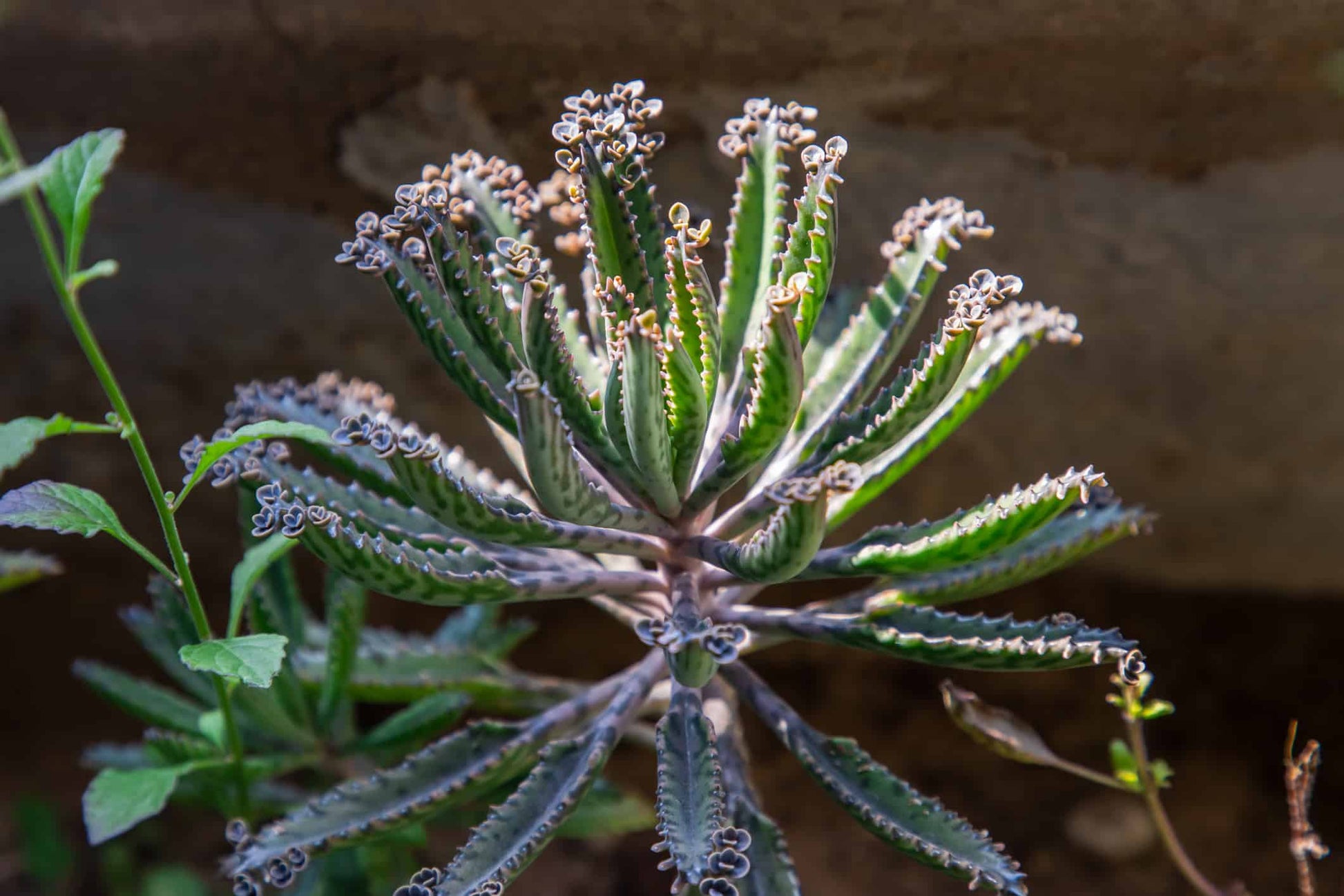 Non Gmo Blue Kalanchoe Seeds