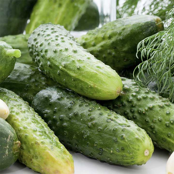 Non-GMO Boston Decapaggio cucumber seeds