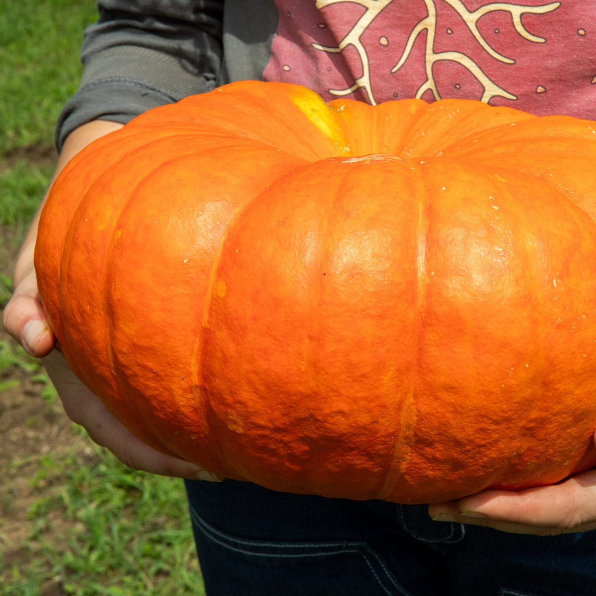 Non-GMO French pumpkin seeds