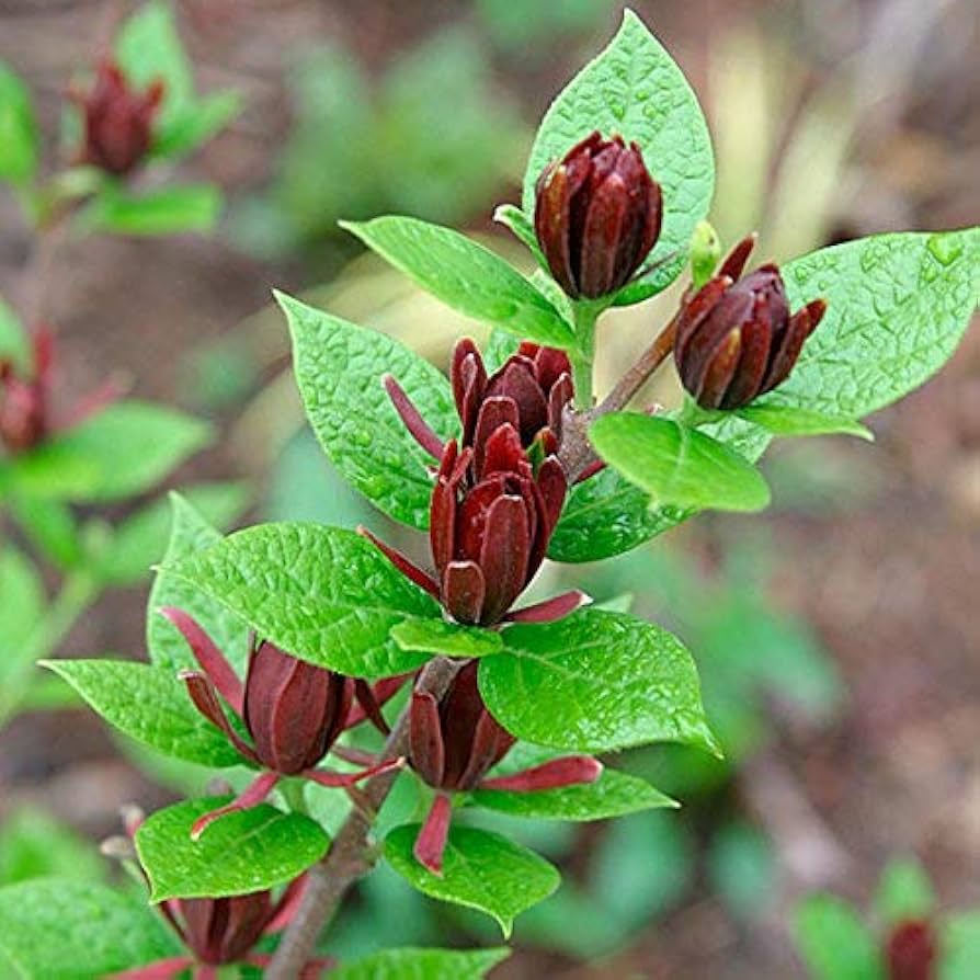 Non-GMO Carolina Allspice shrub seeds for shaded gardens