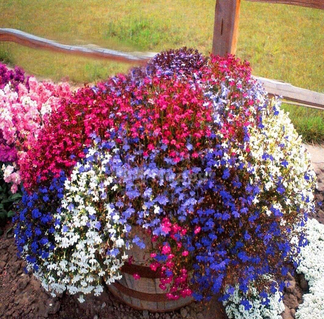 Non Gmo Cascade Flower Seeds