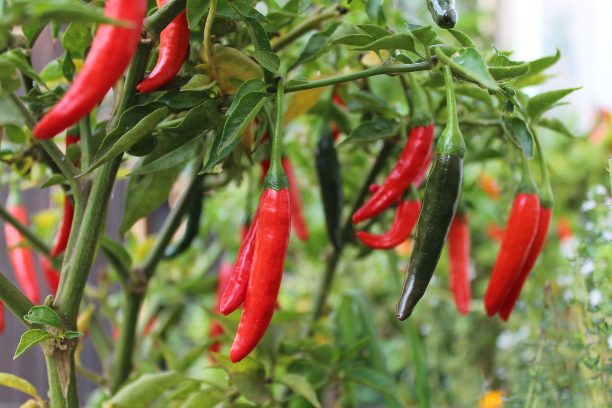 High germination Cayenne pepper seeds