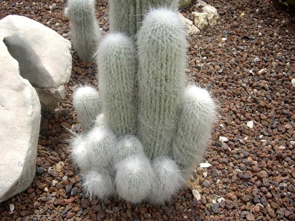 Non Gmo Cephalocereus Senilis Seeds