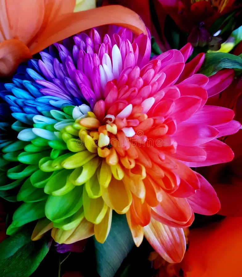 Non Gmo Chrysanthemum Seeds