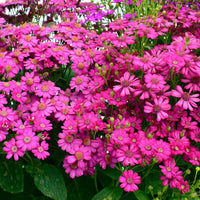 Non Gmo Cineraria Seeds