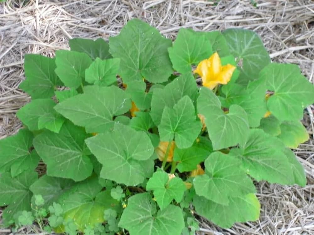 Non-GMO Summer Crookneck Yellow Squash seeds