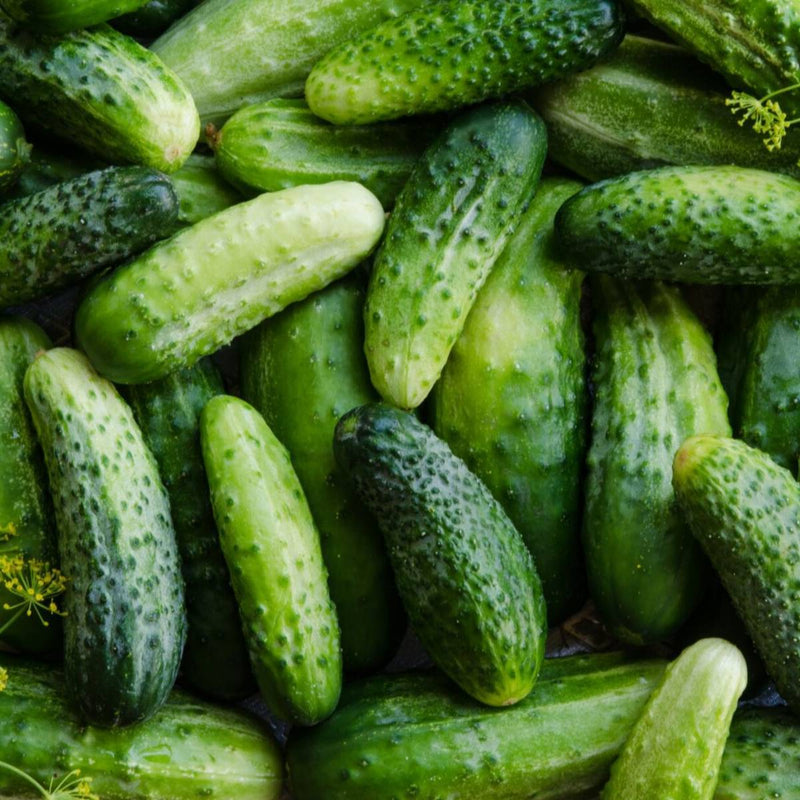 Non-GMO Cucumber Seeds – Boston Pickling Heirloom Variety