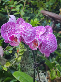 Non Gmo Cymbidium Orchid Seeds