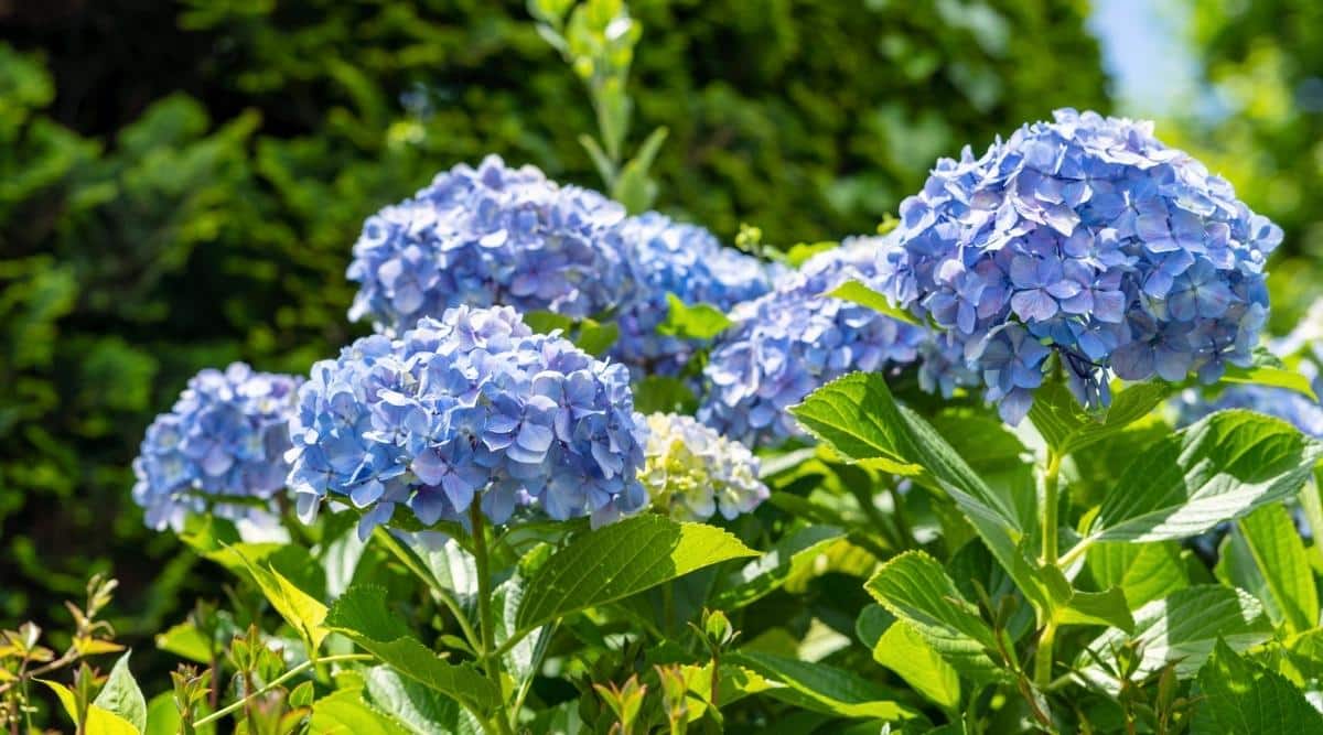 Non Gmo Dark Blue Hydrangea Seeds