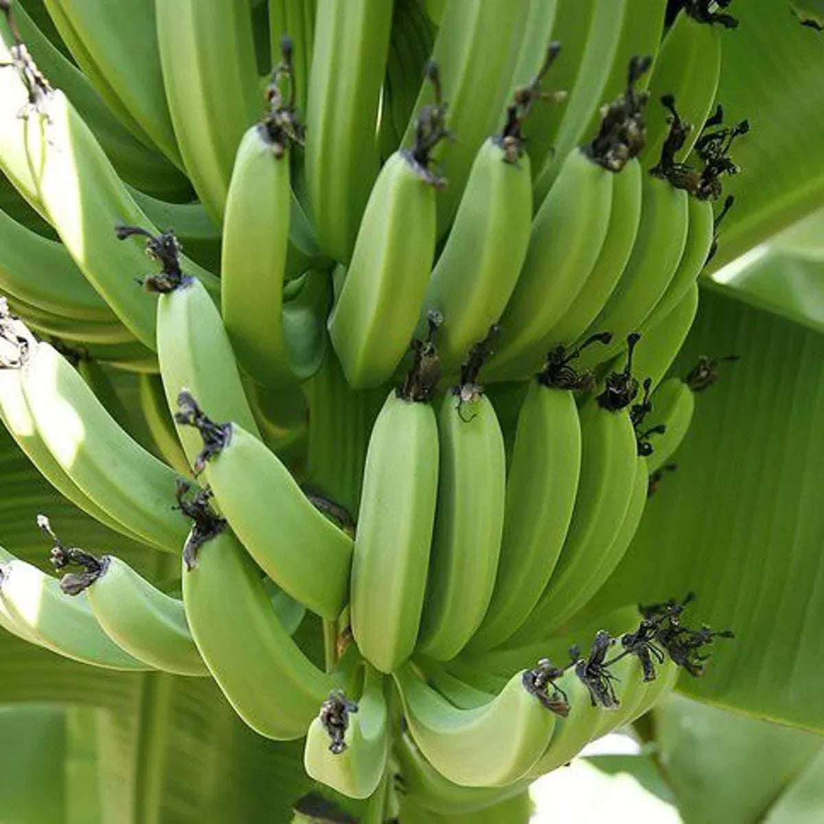 Non-GMO dark green banana seeds for home gardening