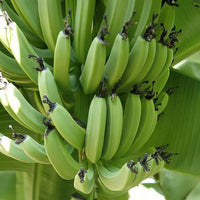 Non-GMO dark green banana seeds for home gardening