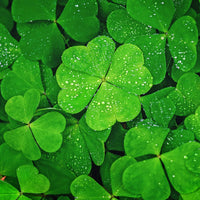 Non-GMO Four Leaf Clover seeds for lawns and gardens