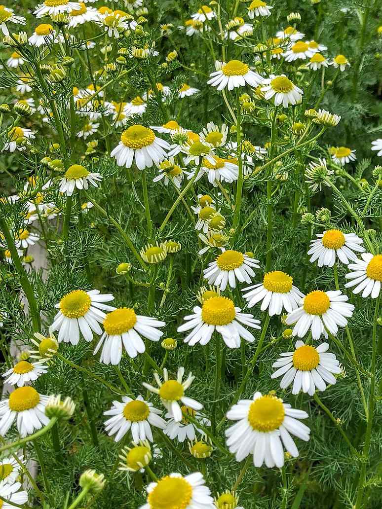 Non-GMO German Chamomile flower seeds for borders and containers