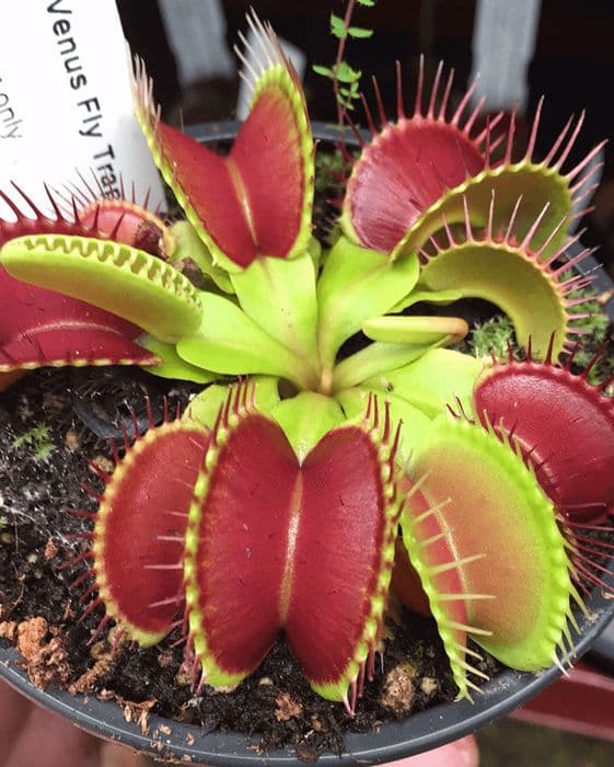 Non-GMO Green & Red Venus Flytrap seeds