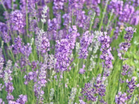 Non-GMO English Lavender flower seeds for gardens
