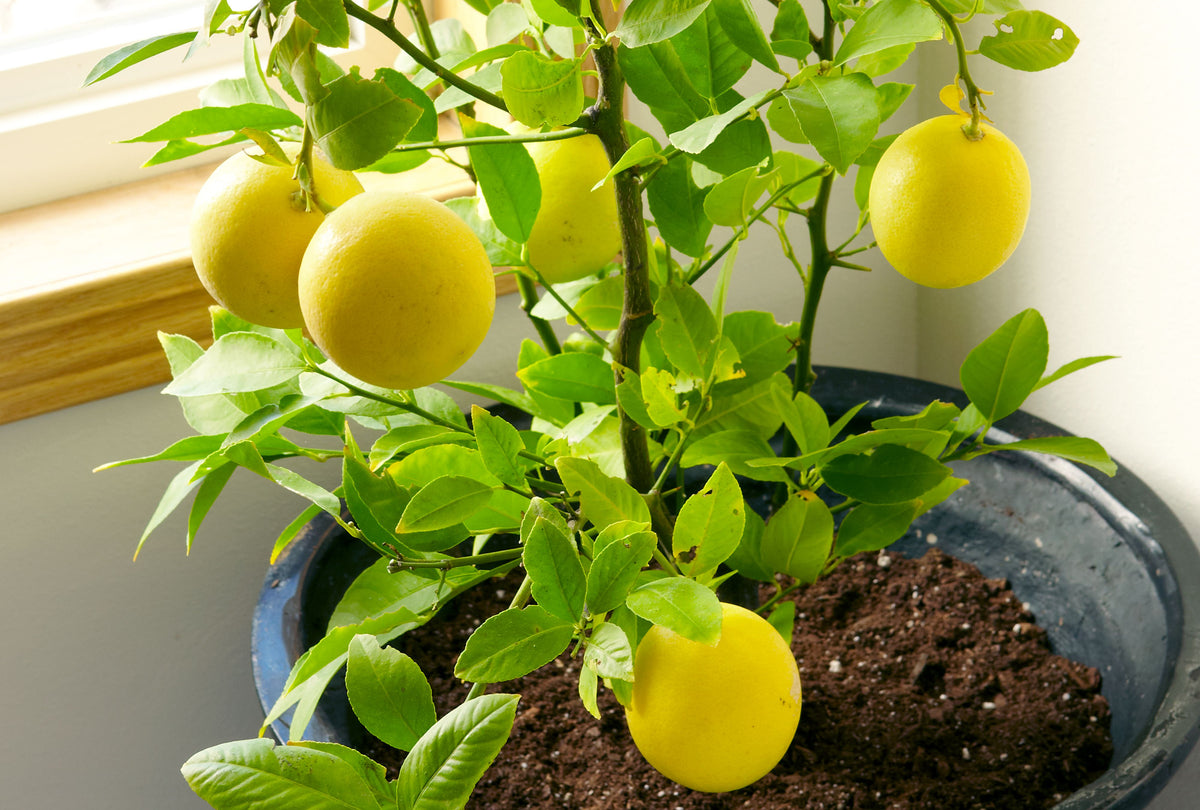 Non GMO lemon tree seeds for home planting