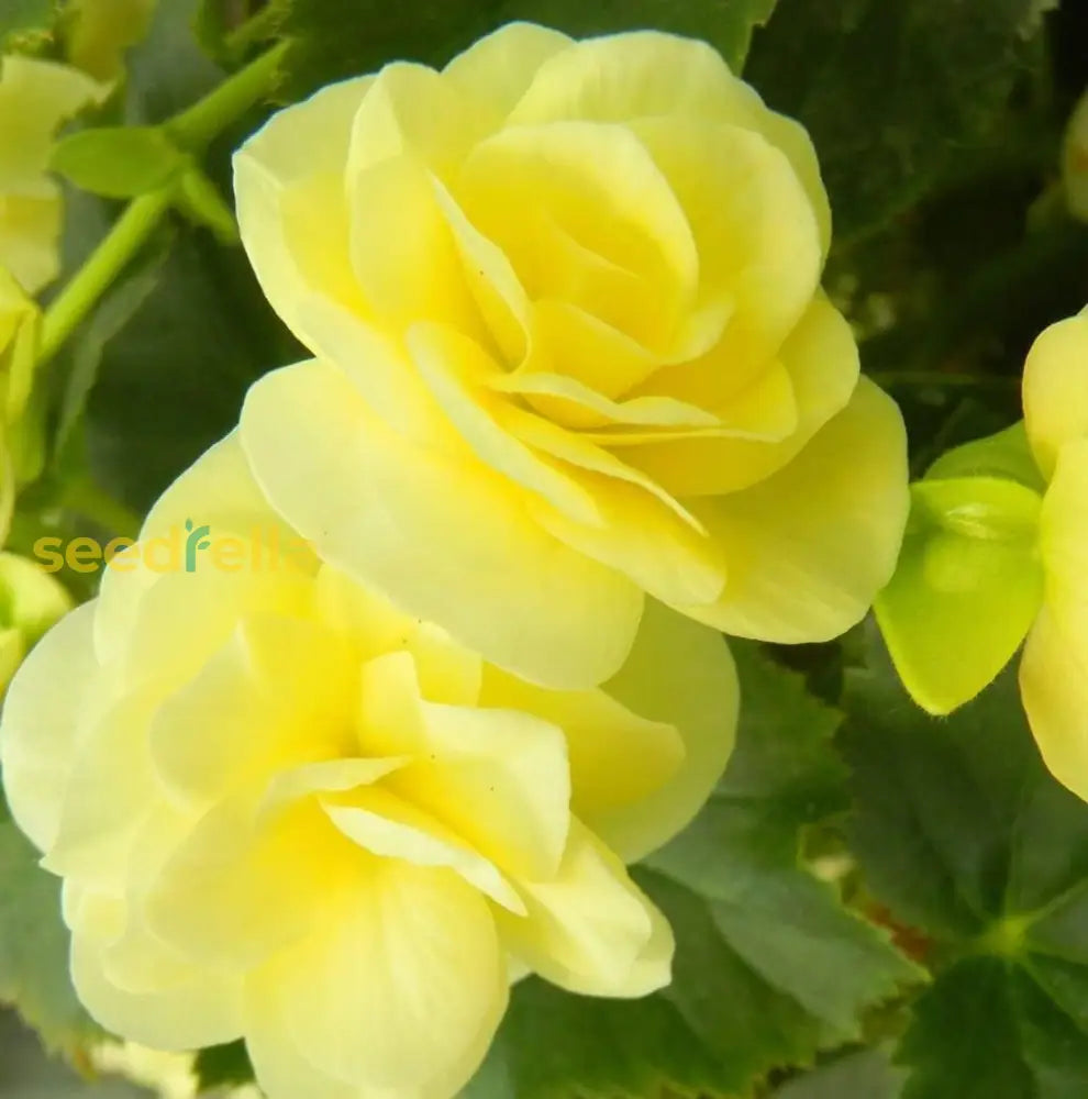Non Gmo Light Yellow Begonia Seeds