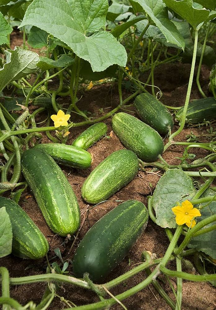 Non-GMO Long Cucumber seeds for vegetable patch