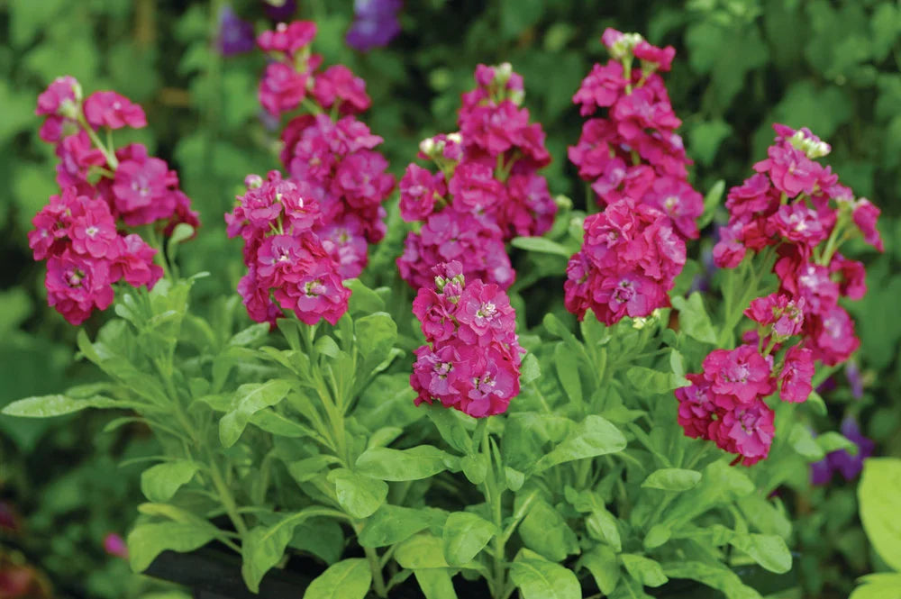 Non Gmo Matthiola Incana Purple Seeds