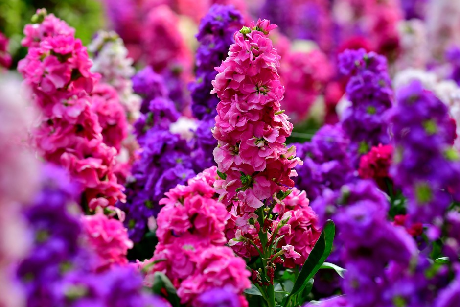 Non Gmo Matthiola Incana Seeds