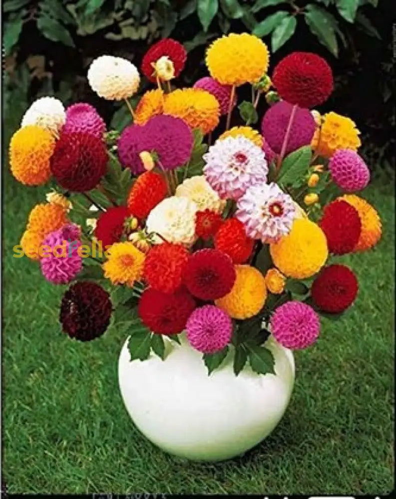 Non Gmo Mixed Chrysanthemum Seeds