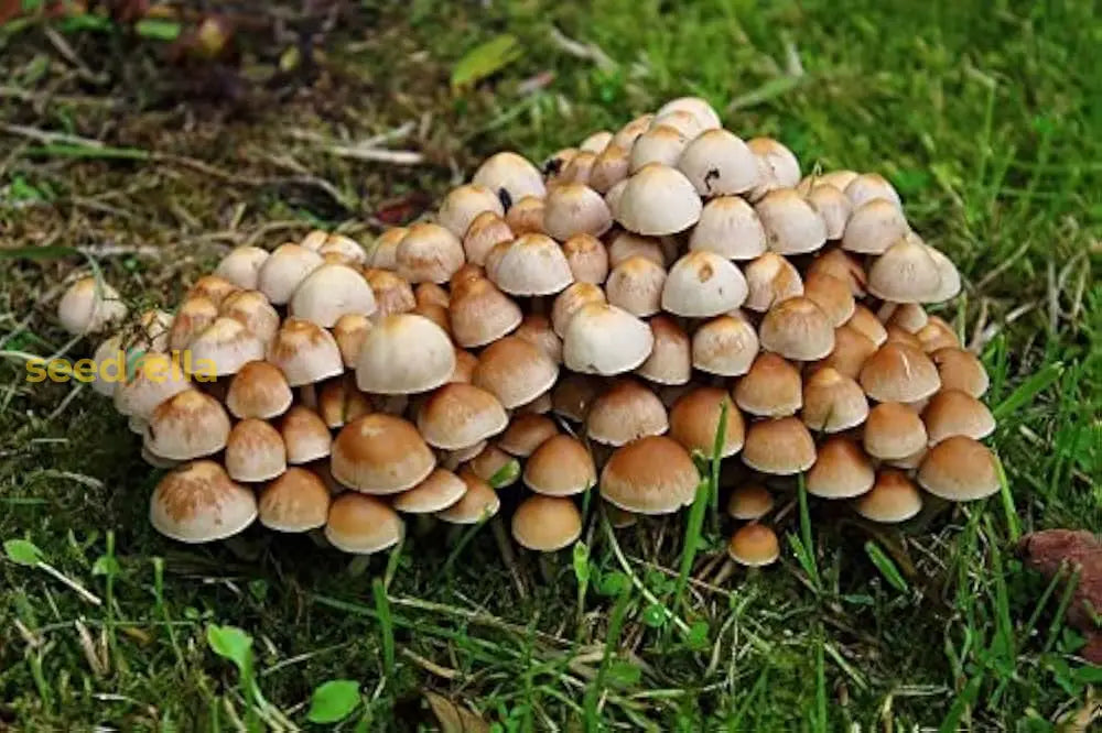 Non-GMO mushroom spores for planting at home