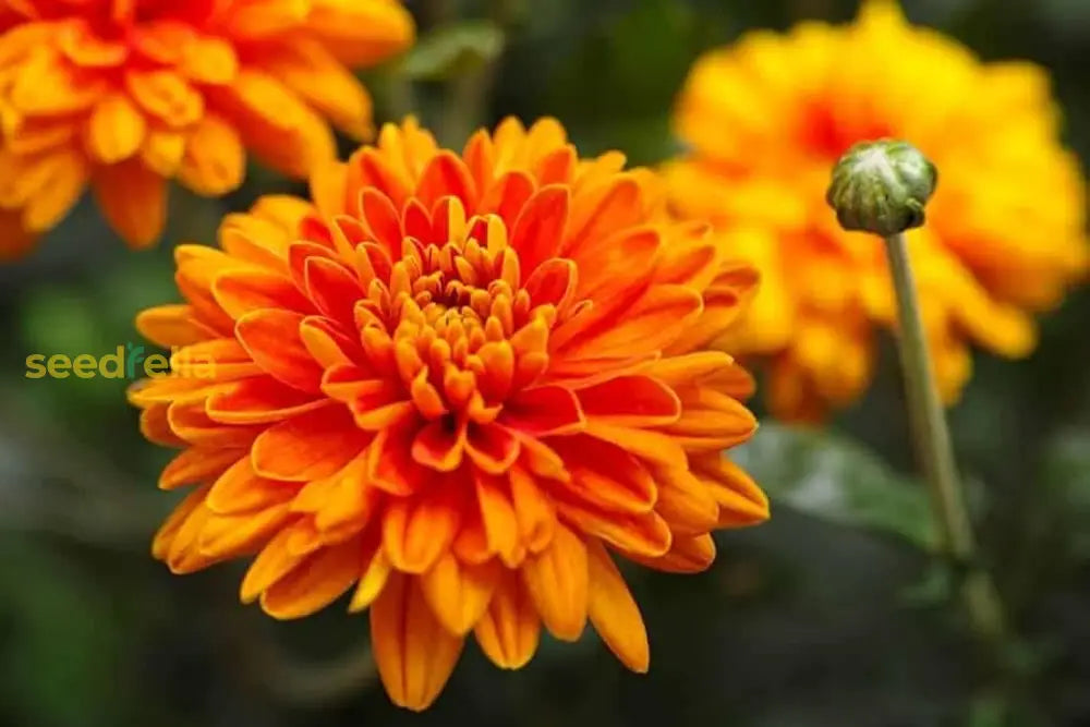 Non Gmo Orange Chrysanthemum Seeds