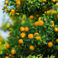Non-GMO orange seeds for backyard or container gardening