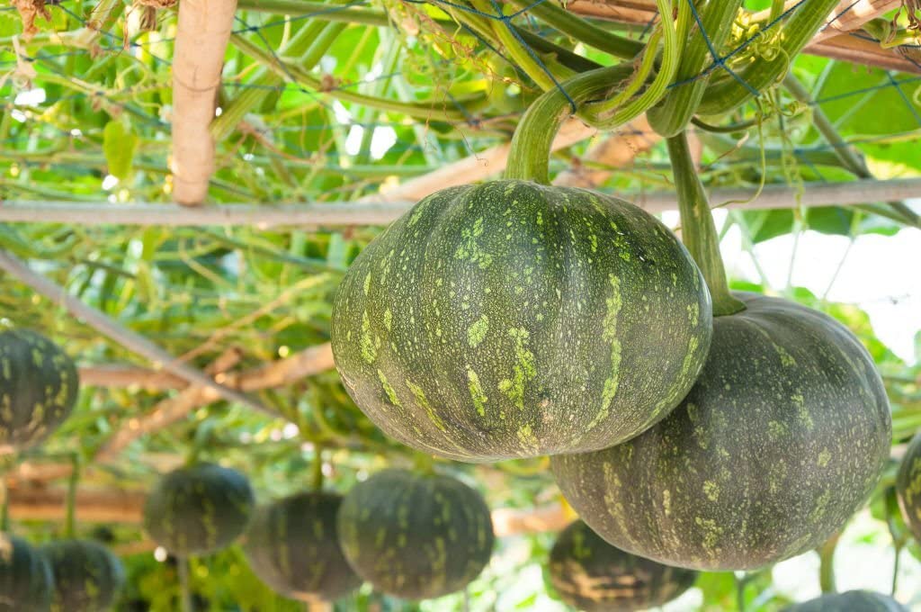 Non-GMO Peanut Squash seeds for home gardens