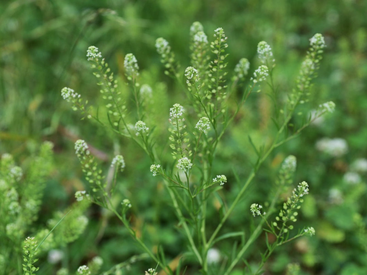 Non-GMO Pepperweed seeds for home planting
