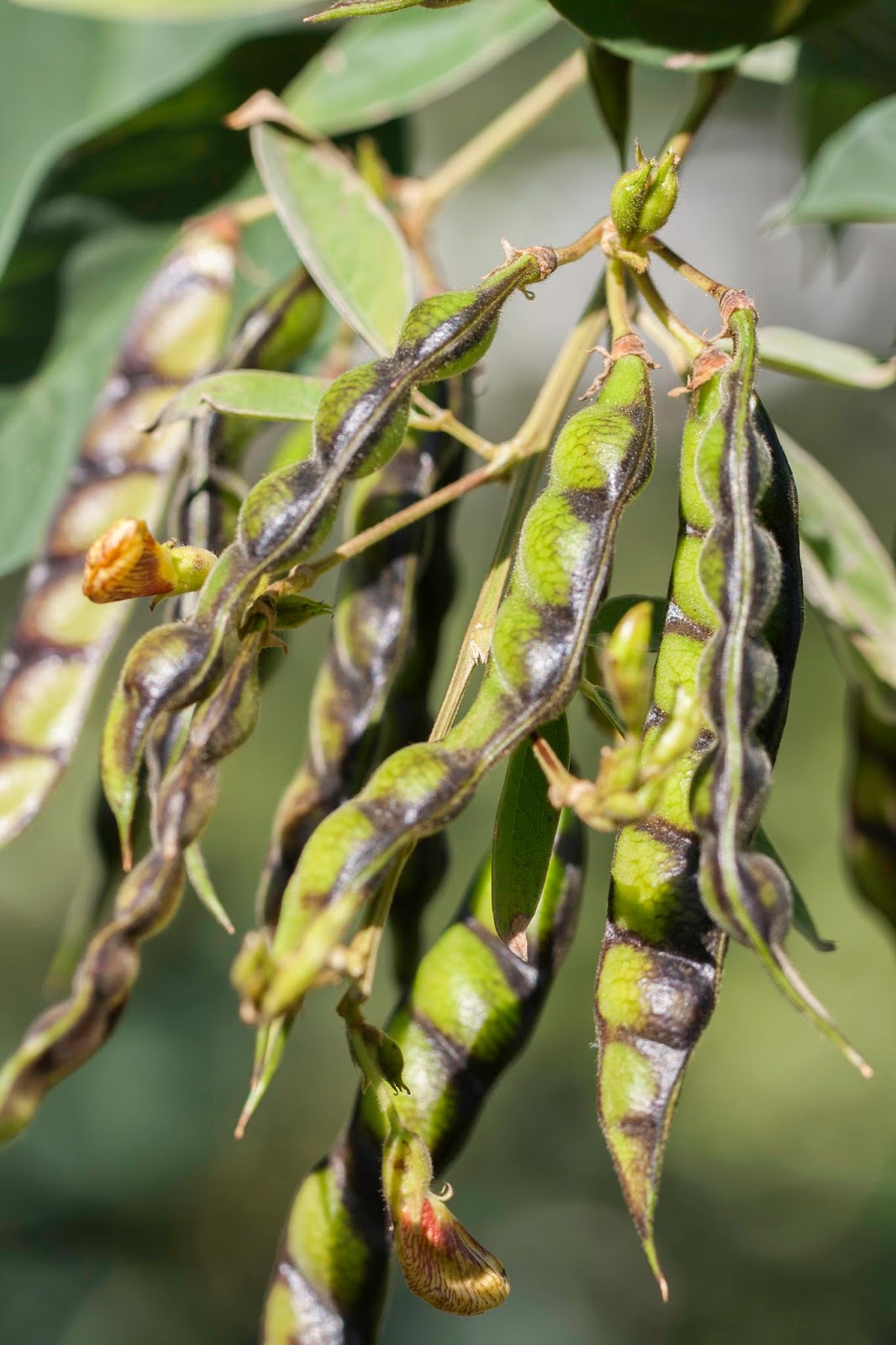 High germination Pigeon seeds for gardening