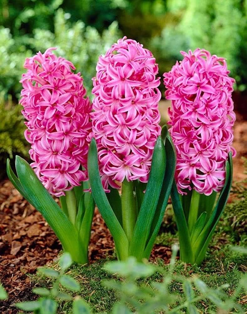 Non Gmo Pink Hyacinth Seeds