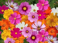 Non Gmo Quercifolia Mix Seeds