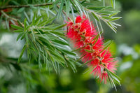Non Gmo Red Bottlebrush Seeds