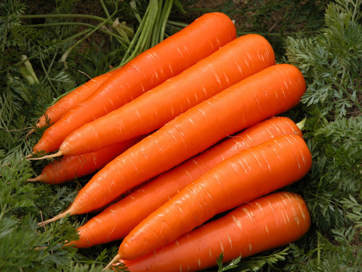 Non-GMO Red Giant vegetable seeds