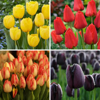 Non Gmo Red Tulip Seeds