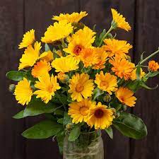 Non-GMO Resina Calendula seeds for flowering borders