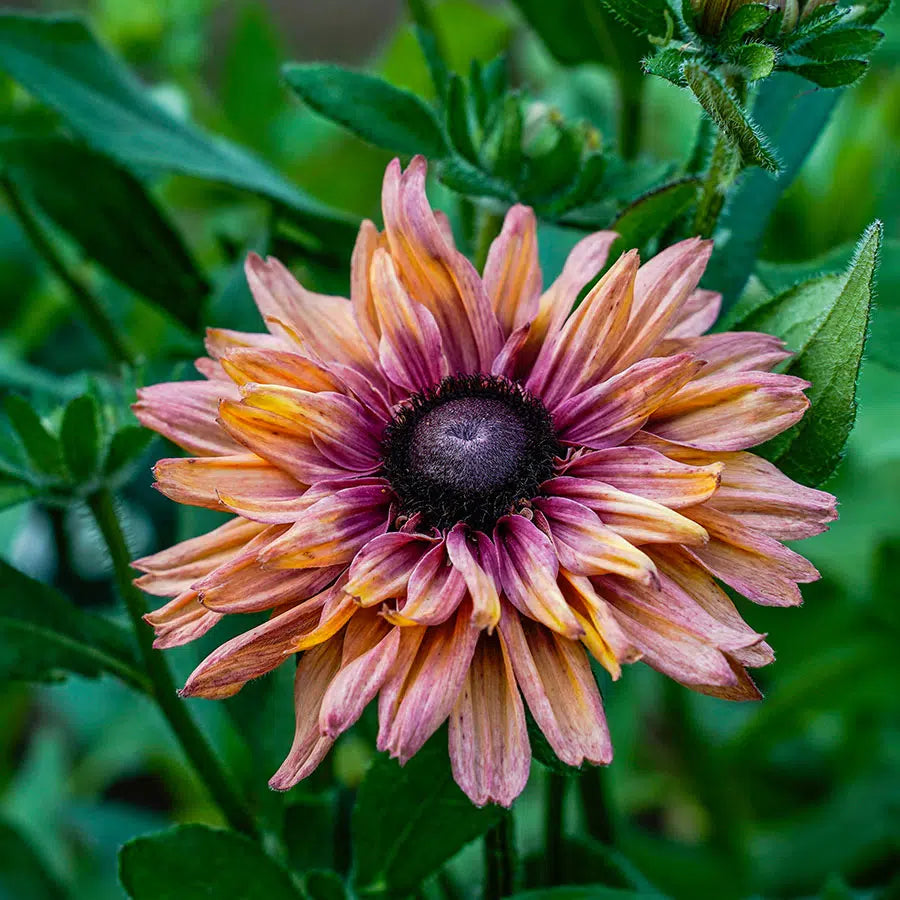 Non Gmo Rudbeckia Sahara Seeds