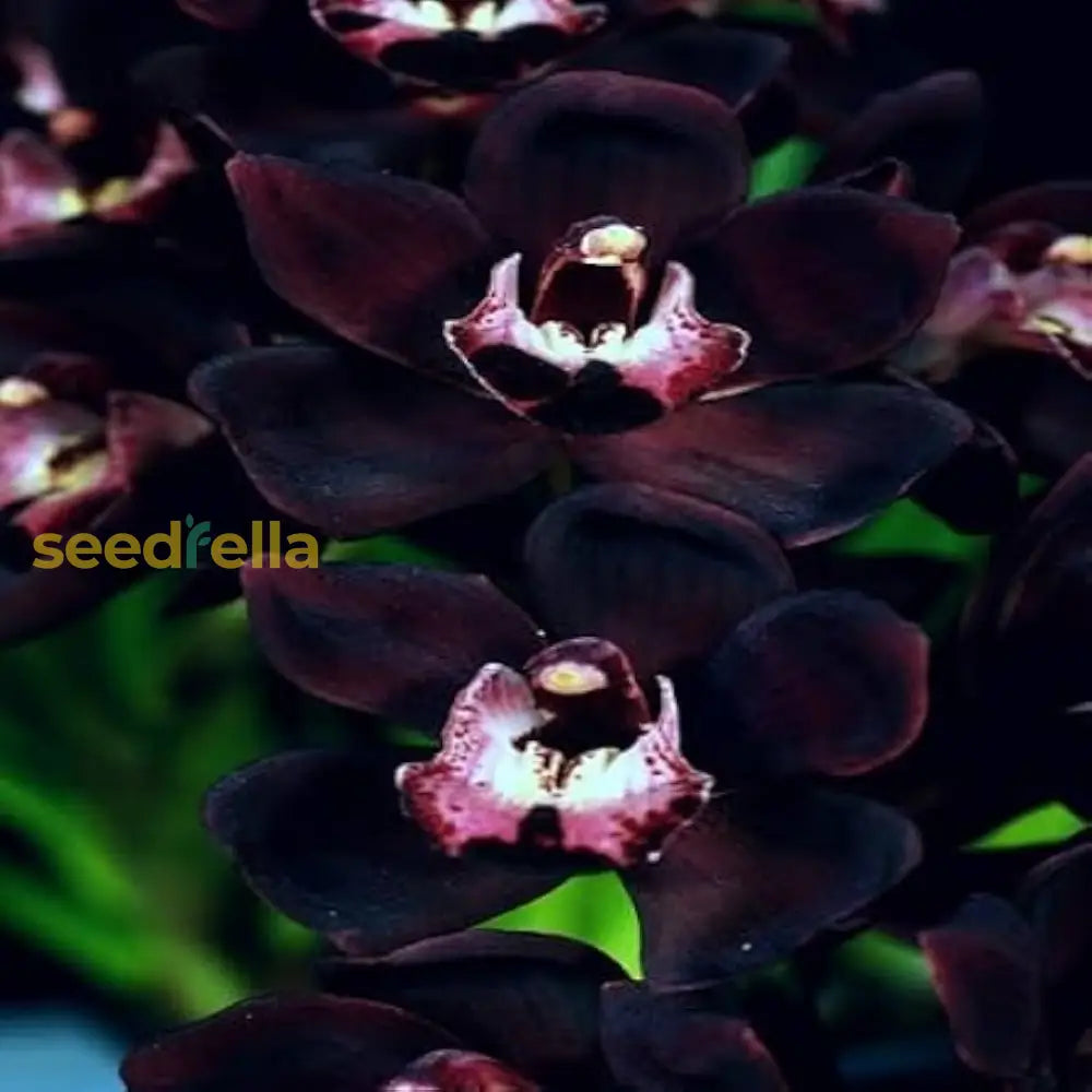 Non Gmo Samen Orchidee Seeds