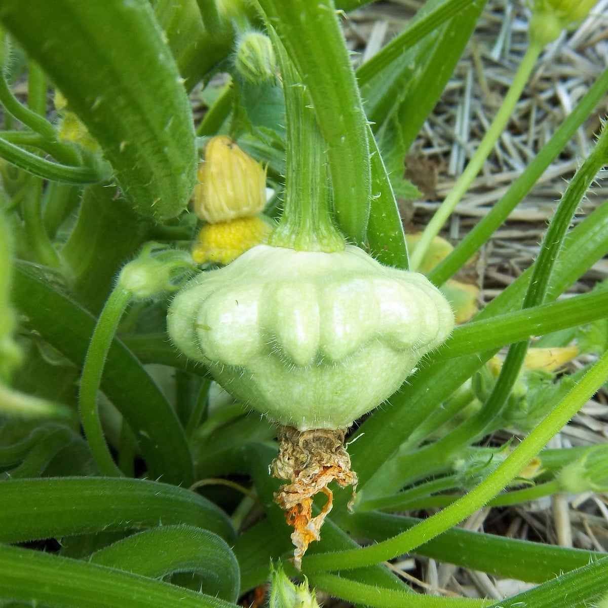 Non-GMO scallop squash seeds for garden planting
