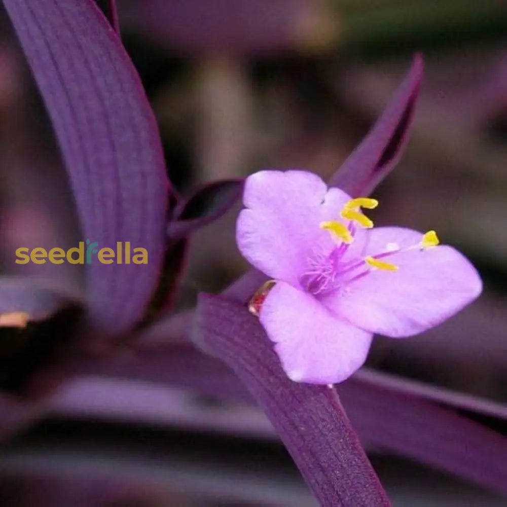 Non Gmo Setcreasea Seeds