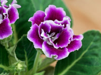 Non Gmo Sinningia Gloxinia Seeds